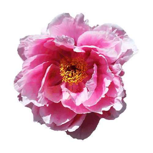 peony