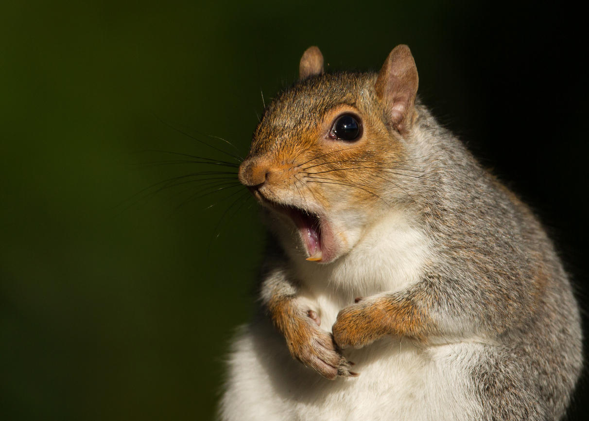 Squrill